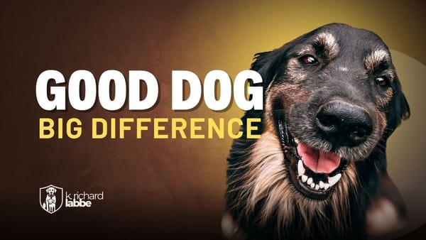 A Good Dog Can Make a Big Difference: How a Well-Trained Dog Supports Home and Personal Security